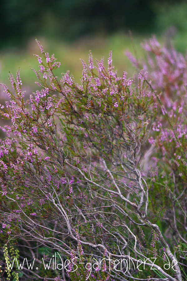 Heidelandschaft