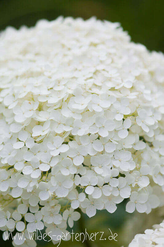 Hortensie Annabelle