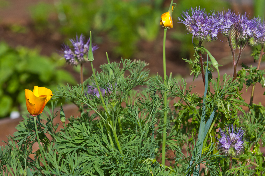 Phacelia