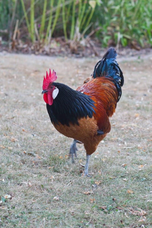 Rasenpflege Rasen Hahn