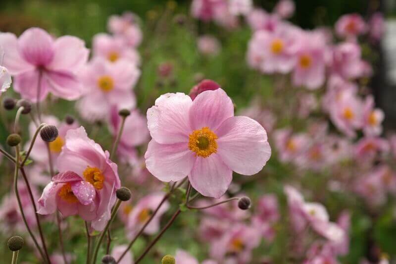 Herbst-Anemone