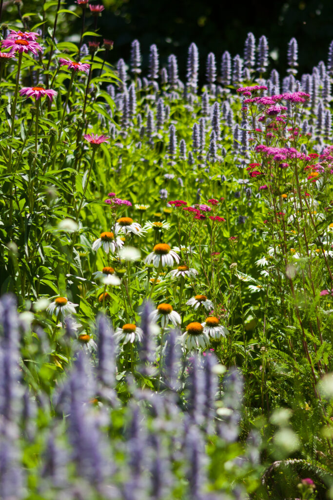 stauden staudenbeet gartengestaltung pflanzplanung beet
