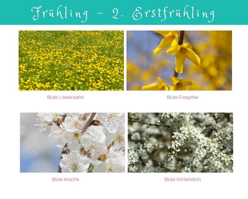 Phänologischer Kalender