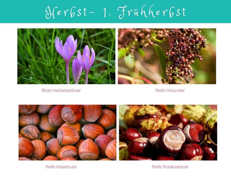 Phänologischer Kalender