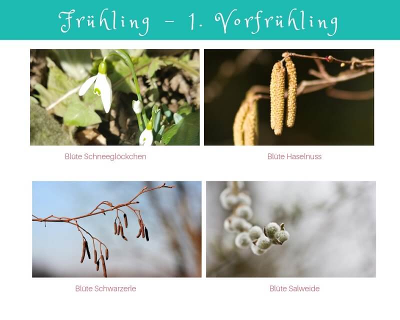 Phänologischer Kalender