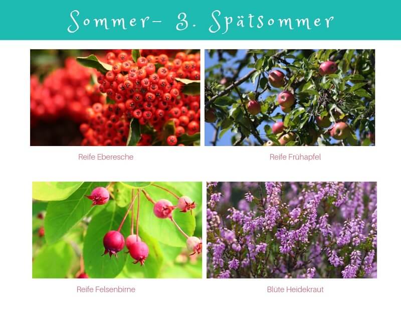 Phänologischer Kalender