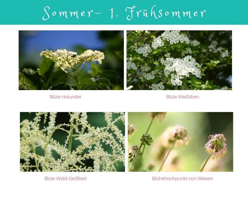 Phänologischer Kalender