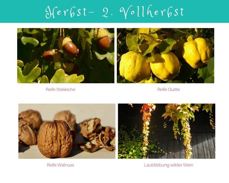 Phänologischer Kalender