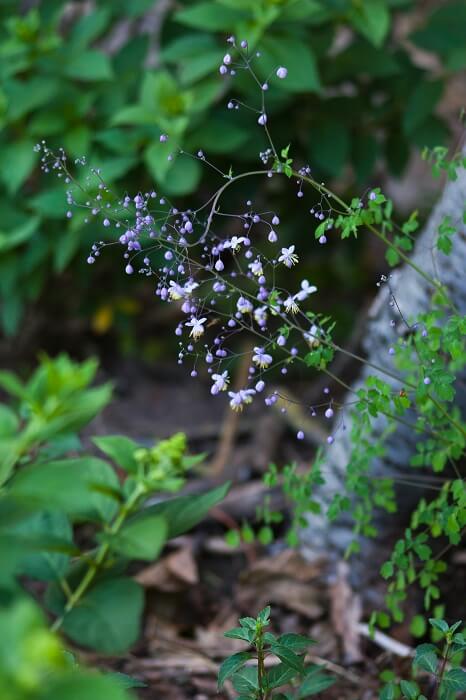 Hortensien schneiden