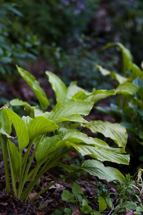 Hortensien schneiden