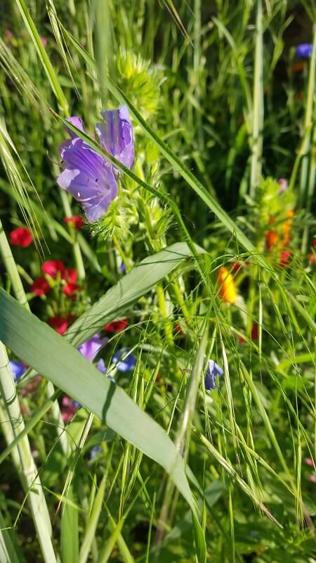 Wildblumenwiese