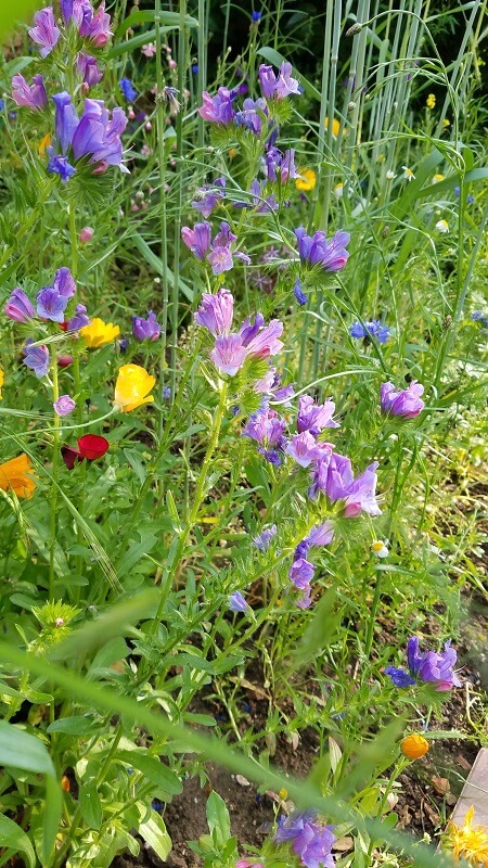 Wildblumenwiese