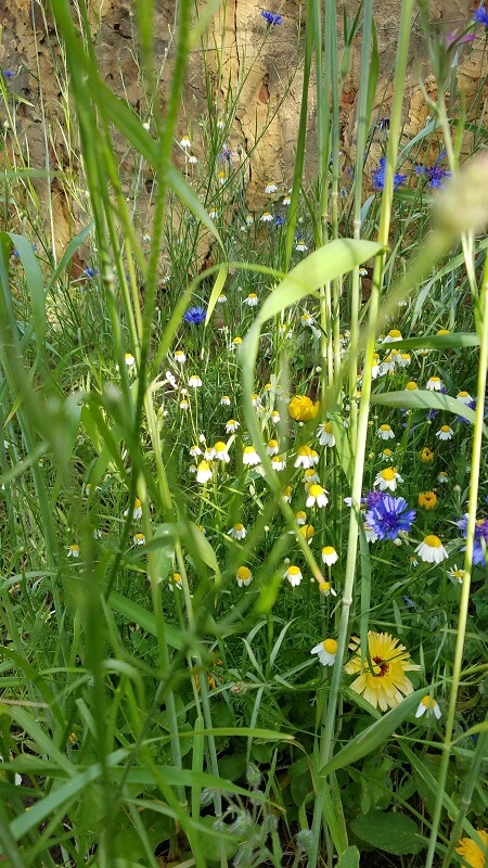 Wildblumenwiese
