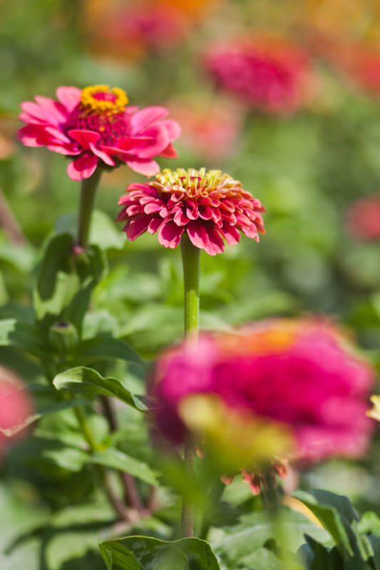 Bauerngarten anlegen