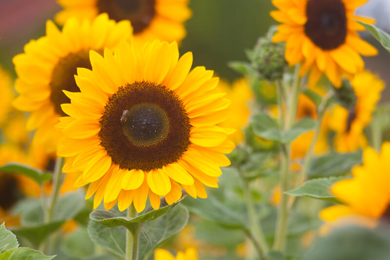 Sonnenblume Garten günstig anlegen