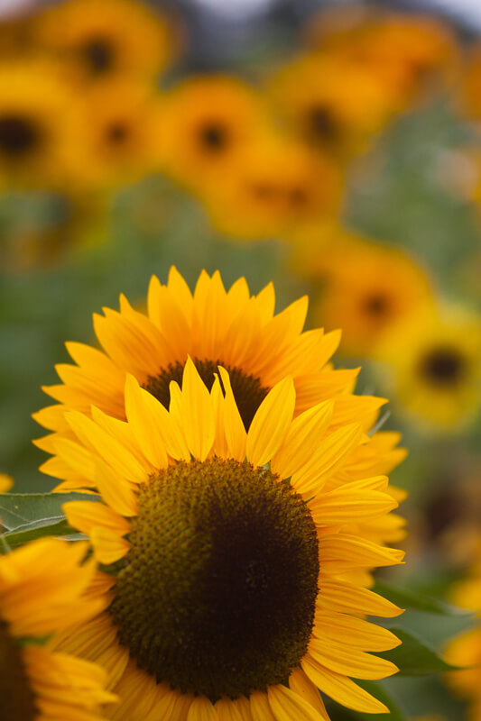 Sonnenblume