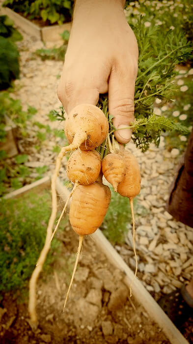 Grillplatz mit Möhren