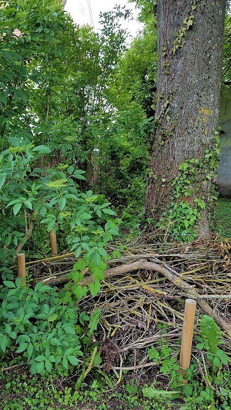 Totholzhecke für Wildbienenarten