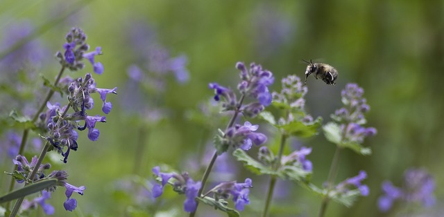 Wildbienen mit Stauden anlocken