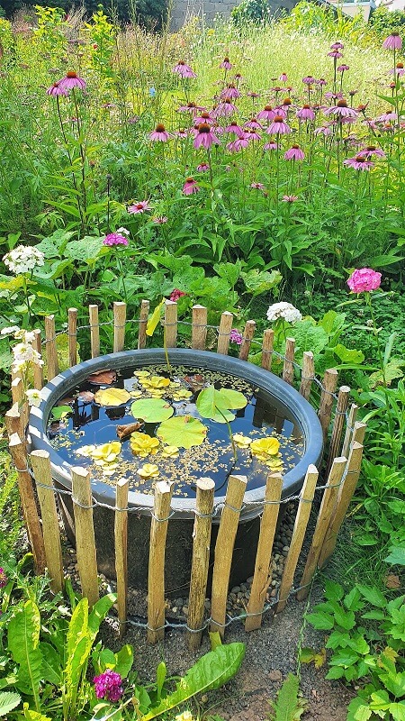 Lotus im Mörtelkübel und Staketenzaun