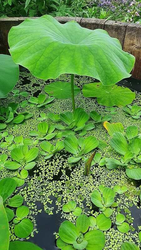 Lotusblume, nur Grün