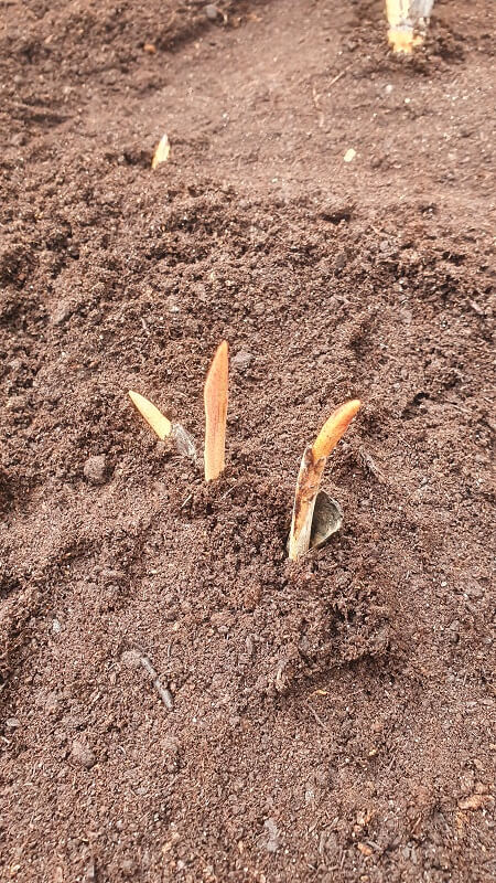 Die Rhizome schauen aus der Erde raus