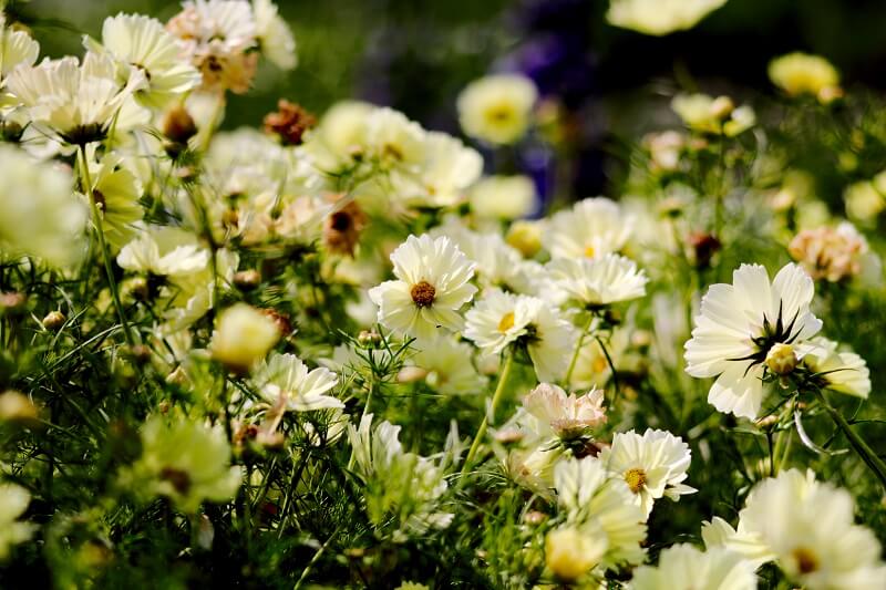 Stauden Cosmos Blumen