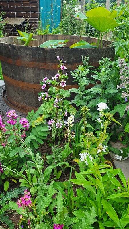 Stauden im Lotusgarten