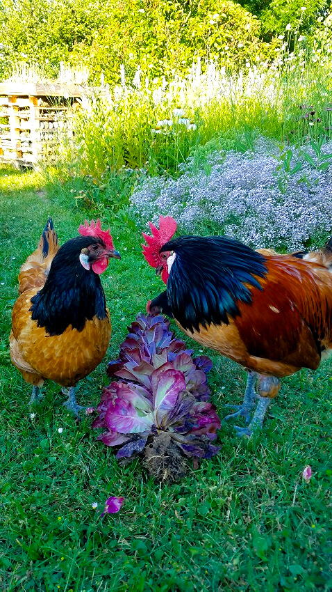 Hühnerhaltung im Wohngebiet