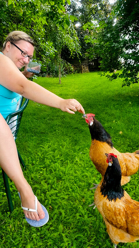 Zeit mit Hühnern