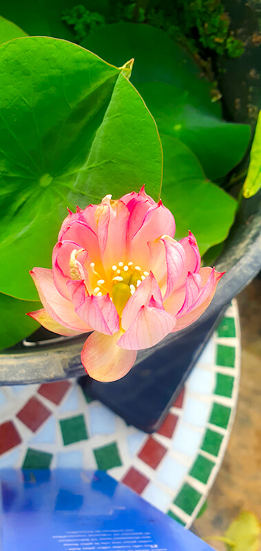 Nelumbo Wildes Gartenherz