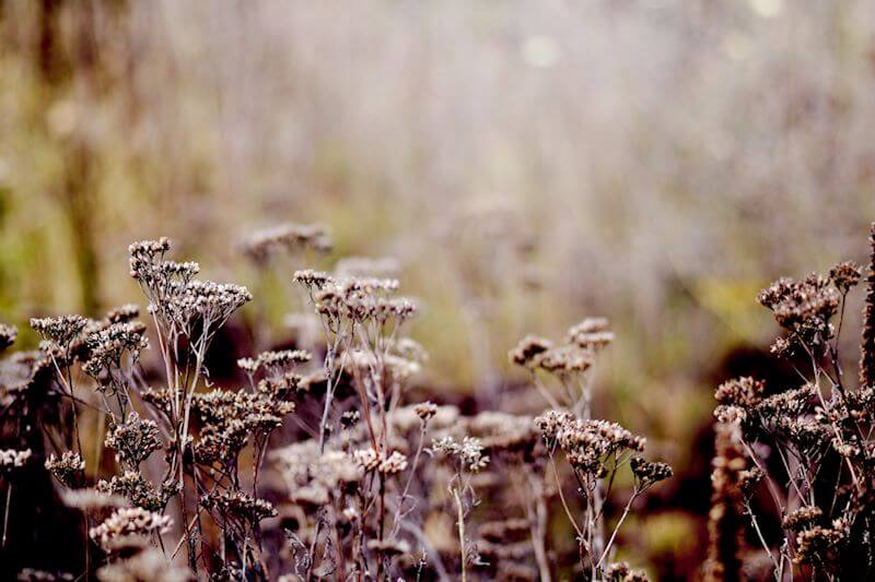 Struktur der Schafgarbe im Winter
