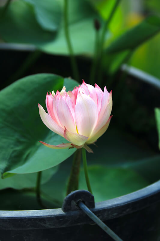 Nelumbo Wildes Gartenherz