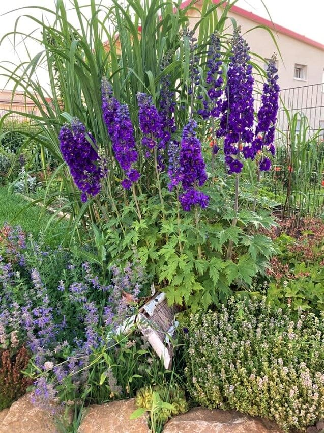 Rittersporn - unterpflanzt