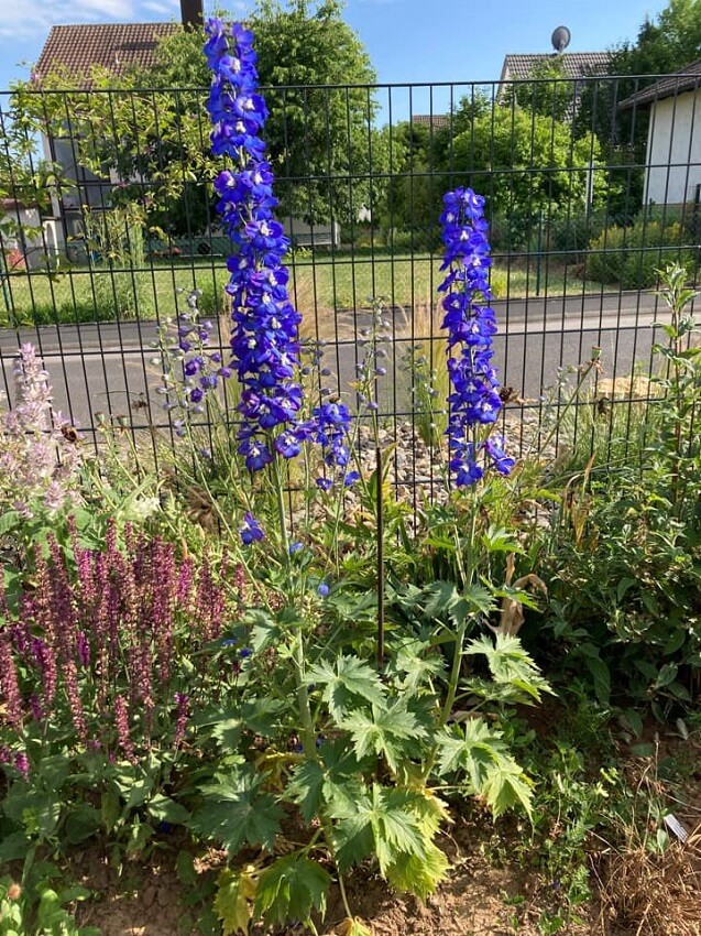 Rittersporn blue Bird