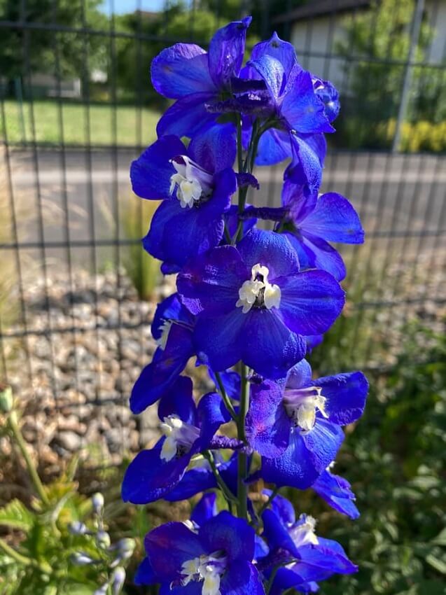 Rittersporn blue bird