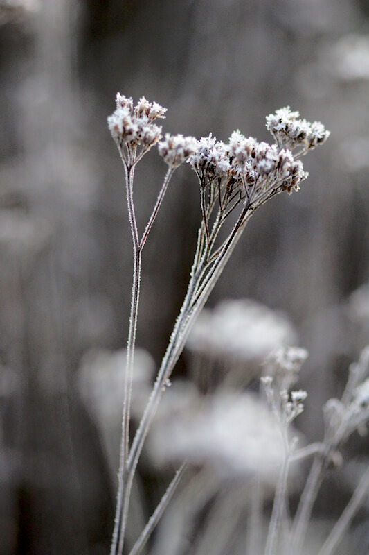Eine Staude mit Eiskristallen