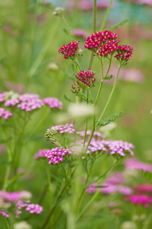 Staude Schafgarbe Kirschkönigin