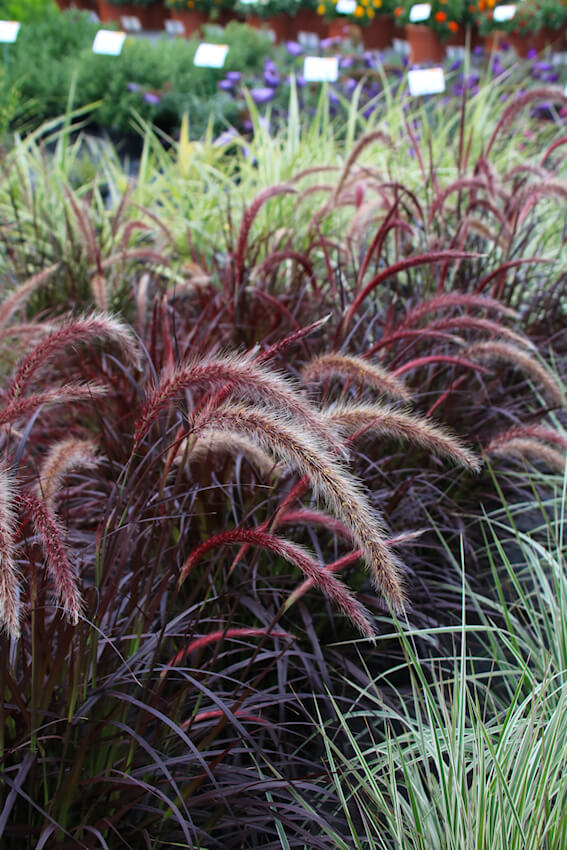 Volmary Federborstengras