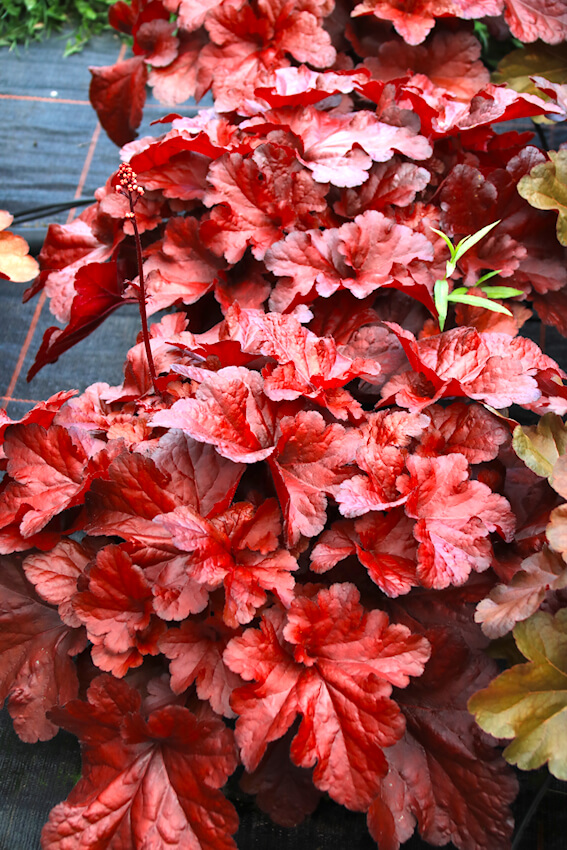 Heuchera x hybrida 'Forever red'