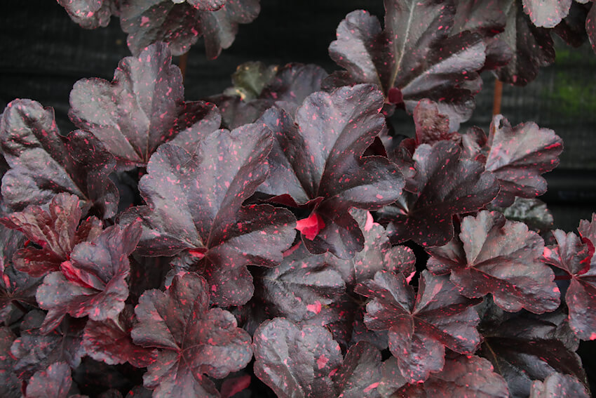 Heuchera x hybrida 'Midnight Rose'