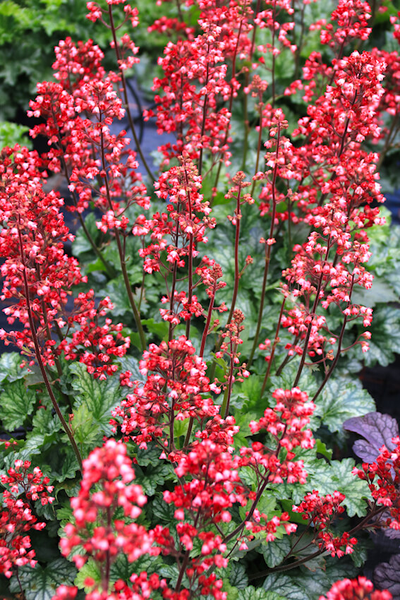 Heuchera x hybrida 'Paris'