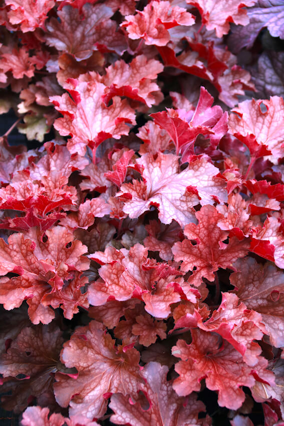 Heuchera x hybrida 'Ruby Tuesday'