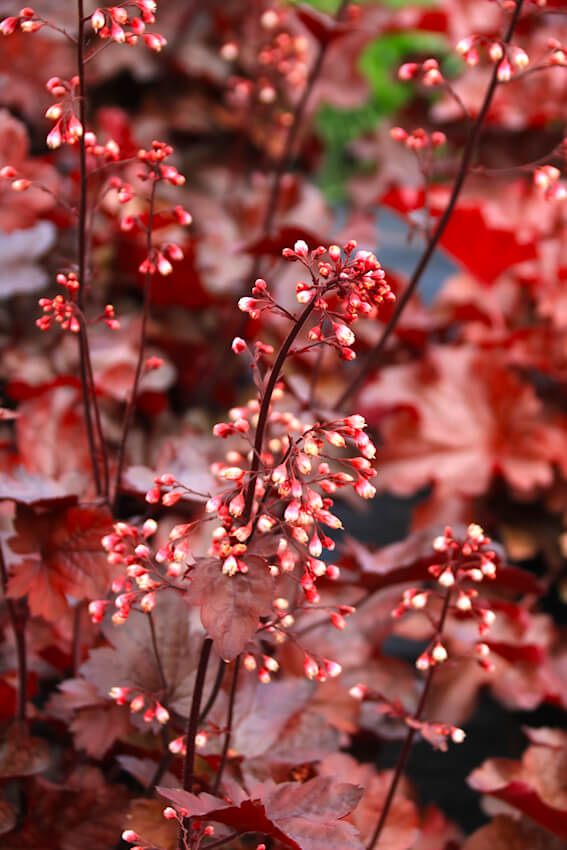 Heuchera x hybrida 'fire chief'