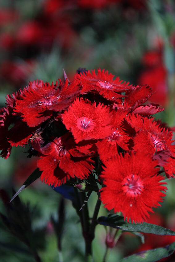 Dianthus x hypridus 'Robinio'
