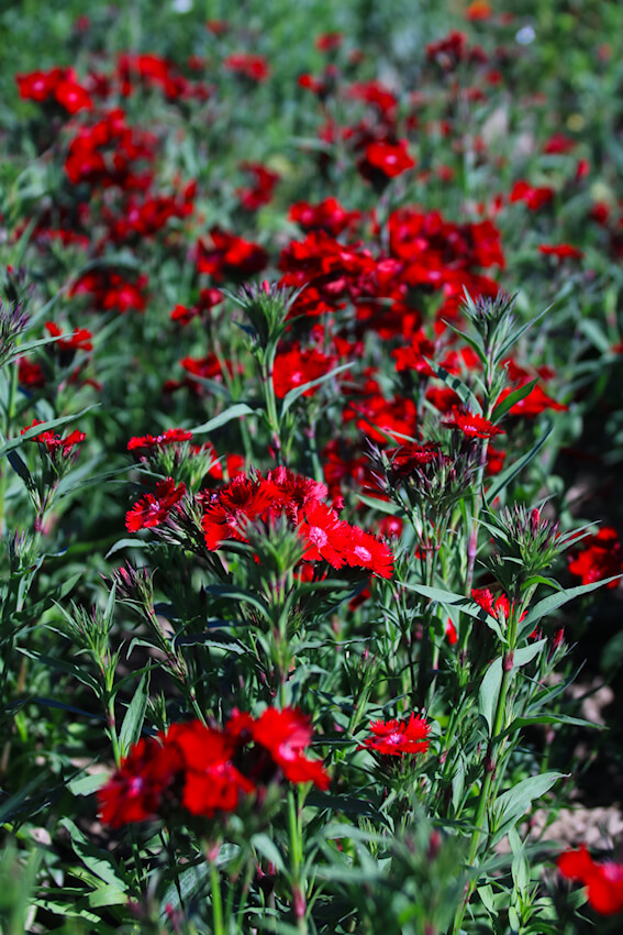 Volmary Dianthus x hypridus 'Robinio'