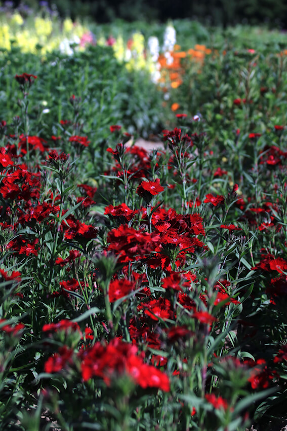 Dianthus x hypridus 'Robinio'