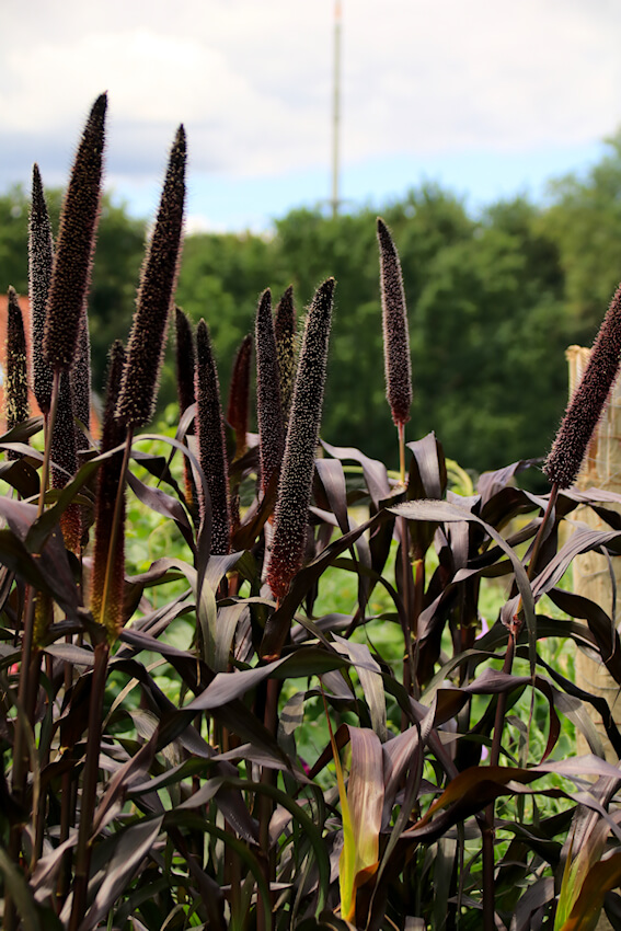 Pennisetum glaucum 'Purple Majesty'