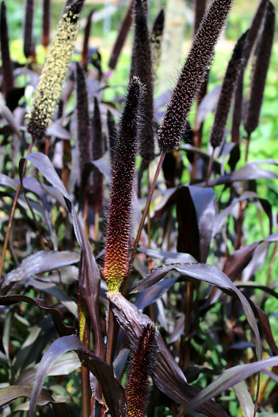 Pennisetum glaucum 'Purple Majesty'