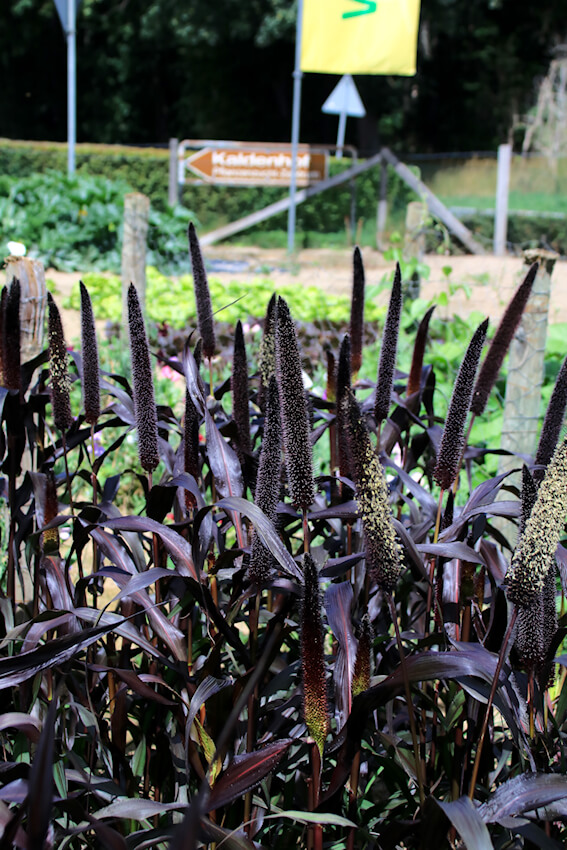 Pennisetum glaucum 'Purple Majesty'